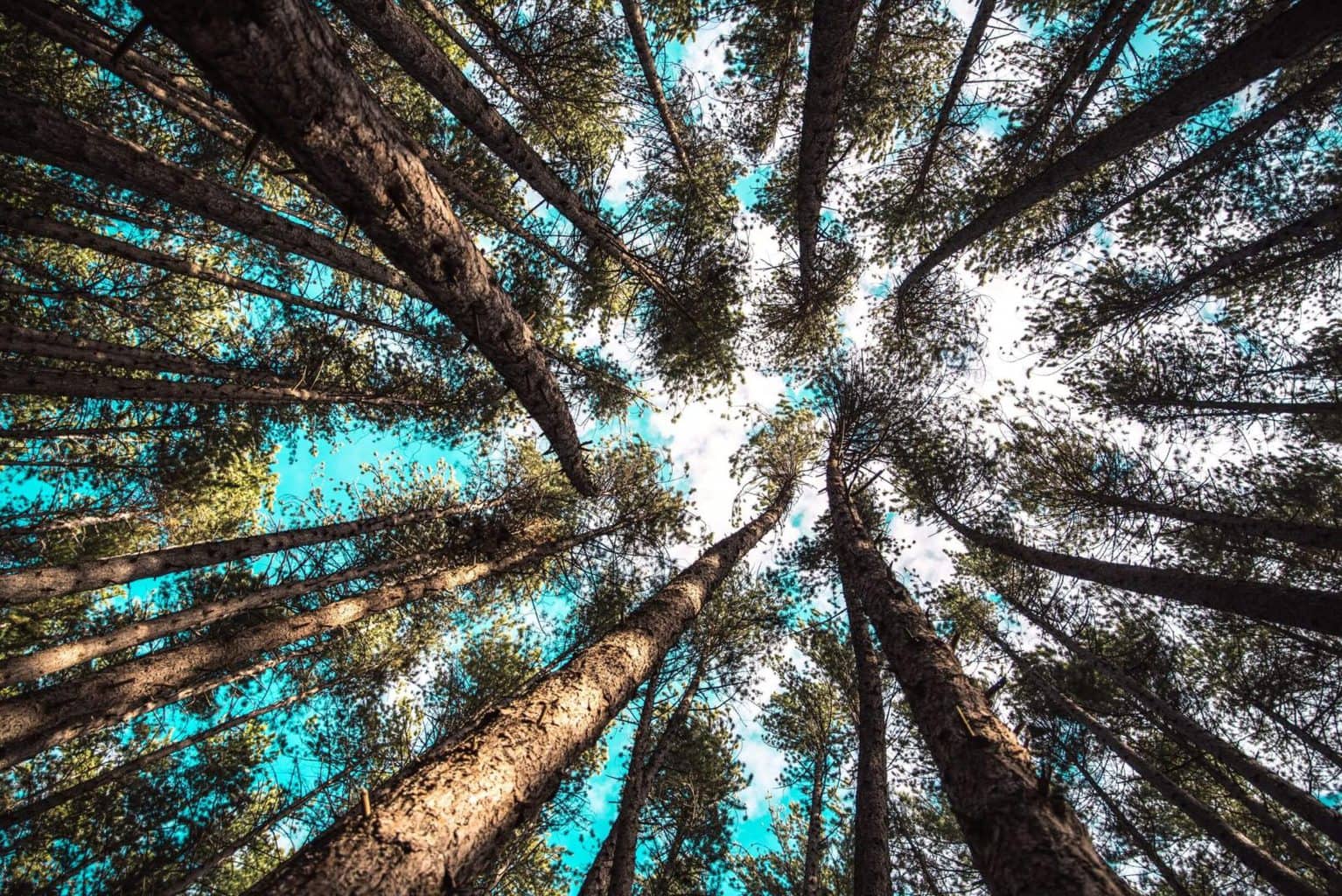 Forest Walk in Hanmer Springs