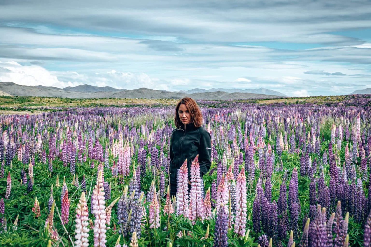 Lupin fields near Lake Tekapo